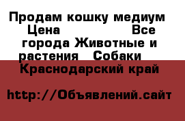 Продам кошку медиум › Цена ­ 6 000 000 - Все города Животные и растения » Собаки   . Краснодарский край